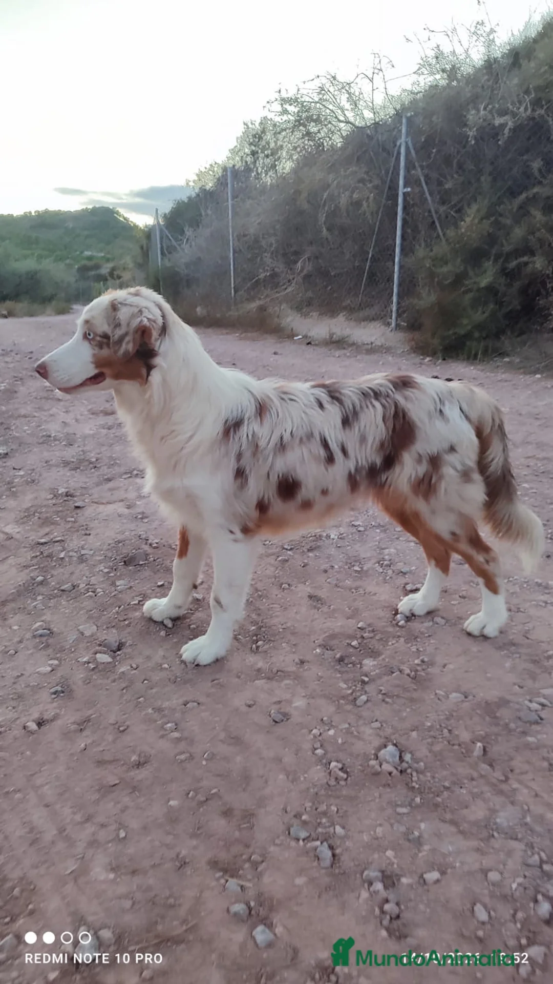 Pastor Australiano perros en venta: PASTOR AUSTRALIANO  - Anuncio 1