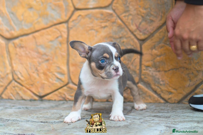 American Bully perros en Cantabria - Anuncio 5