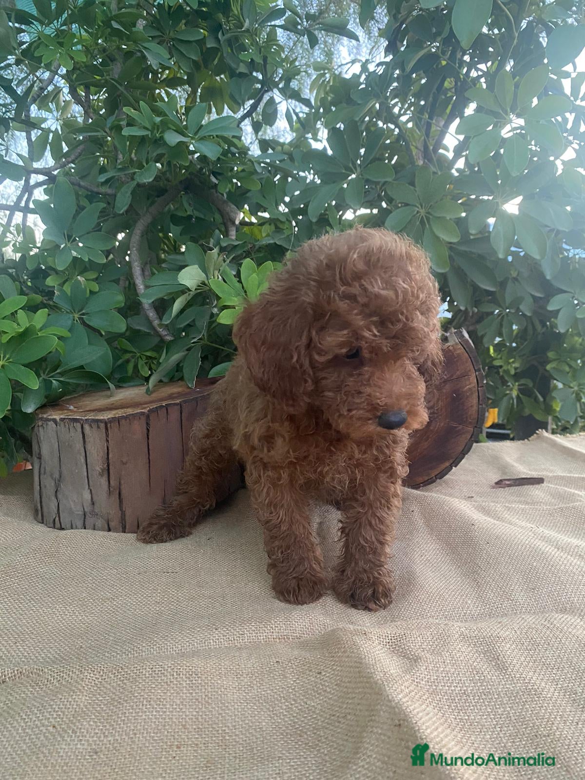 Caniche Toy perros en venta: PRECIOSOS CANICHE  ROJO LINEA ASIÁTICO  - Anuncio 6
