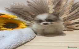 Pomerania perros en venta: pomerania  - Imagen 1