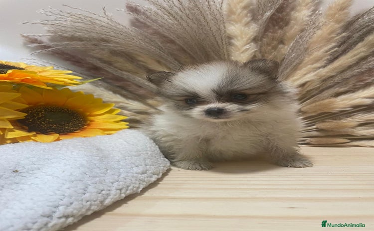 Pomerania perros - Anuncio 2