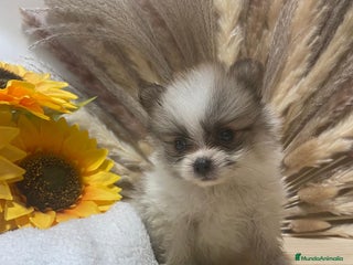 Pomerania perros - Anuncio 32