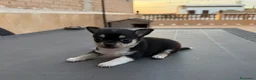 Chihuahua perros en venta: Camada Chihuahua  - Anuncio 7