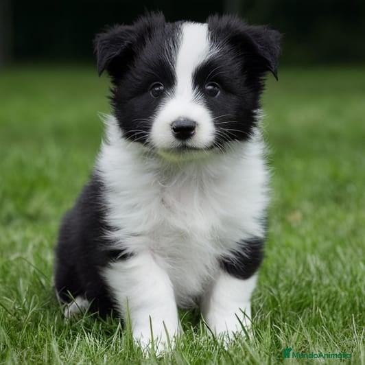 Border Collie perros border collie  - Anuncio 1