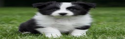 Border Collie perros en venta: border collie  - Anuncio 1