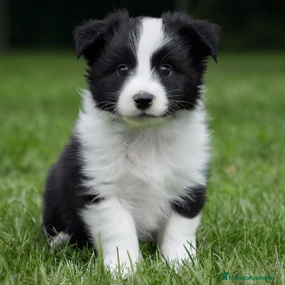 Border Collie perros en venta: border collie  - Anuncio 1