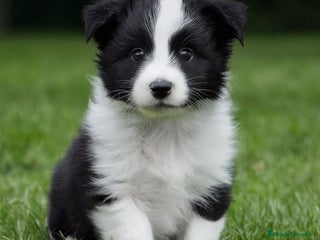 Border Collie perros border collie - Anuncio 1