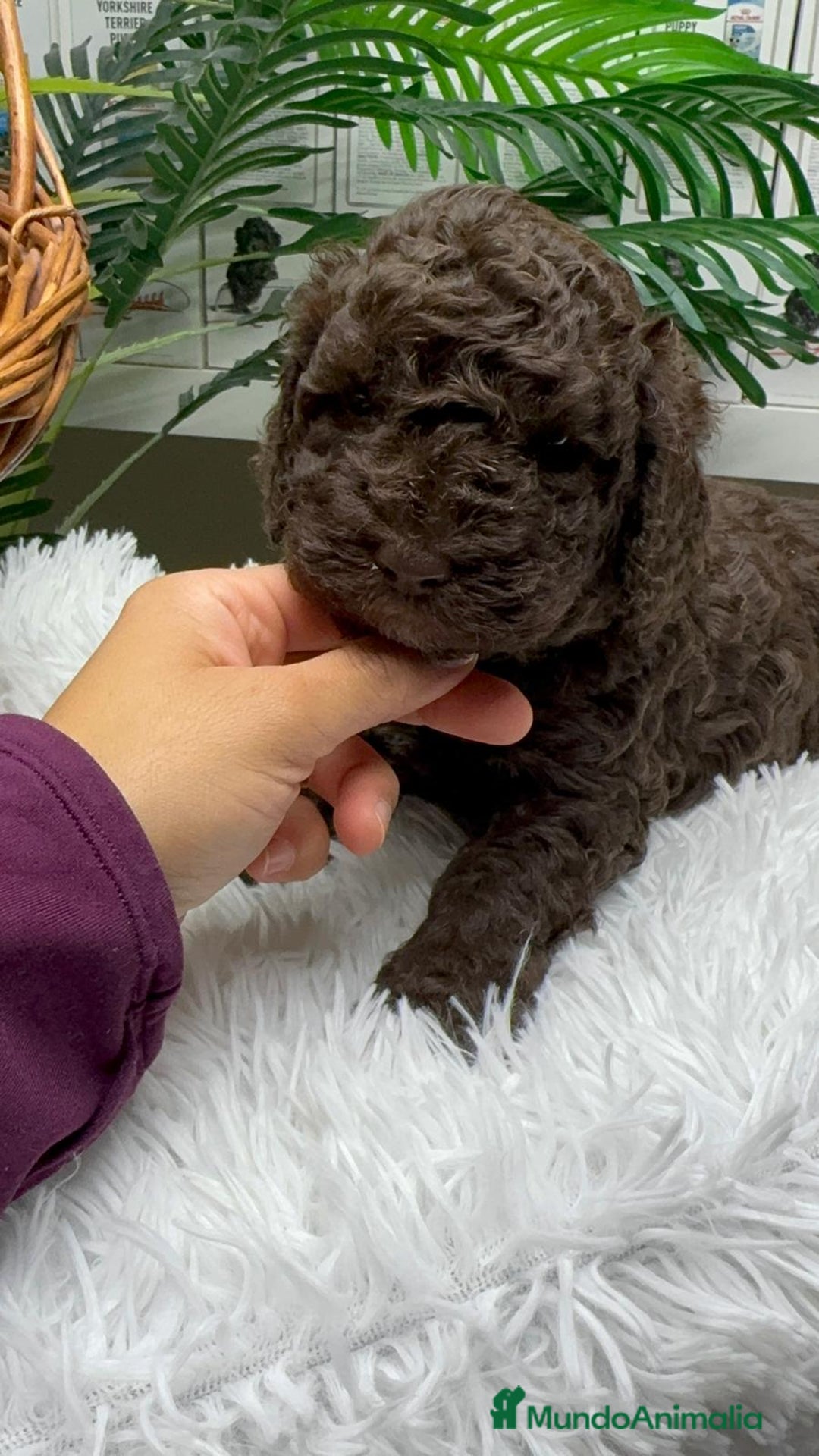 Perro de Agua Español perros en venta: PERRO DE AGUA ESPAÑOL MACHO - Anuncio 16