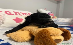 Perro de Agua Español perros en venta: Cahorro perro de agua Español en Granada  - Imagen 6