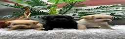 Labrador Retriever perros en venta: LABRADOR RETREVIER - Anuncio 5