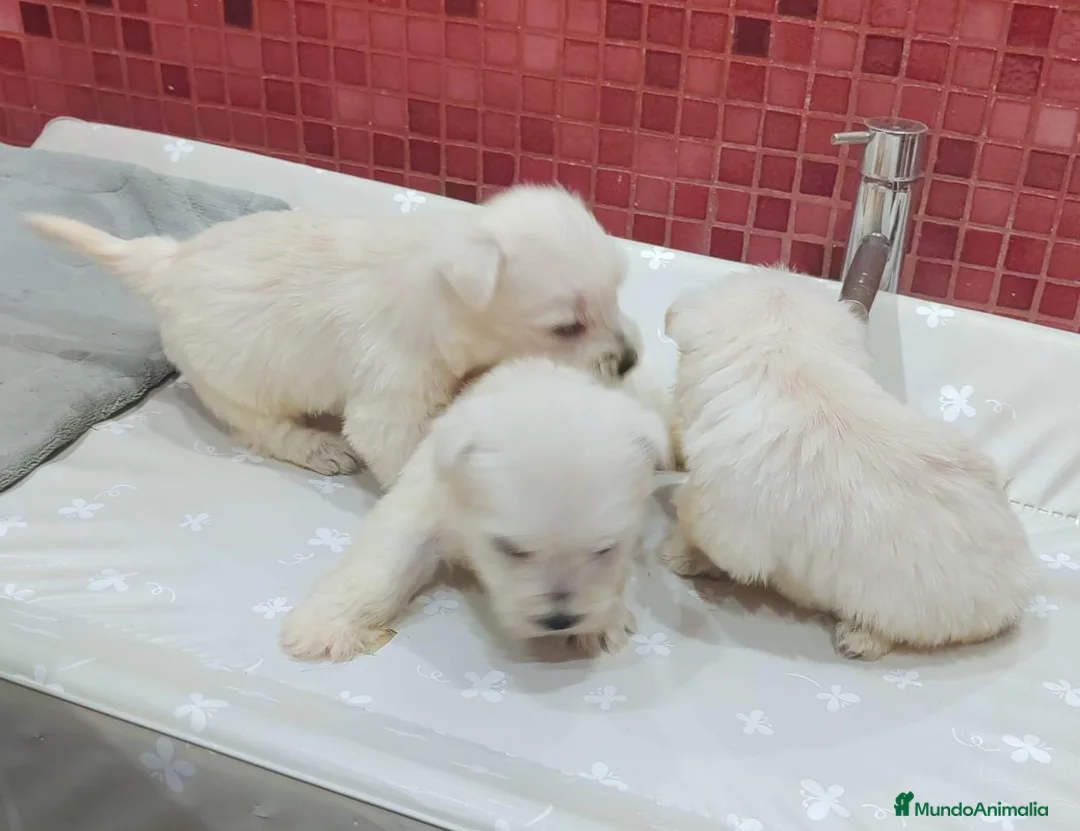 West Highland White Terrier perros en venta: Westie - Anuncio 2