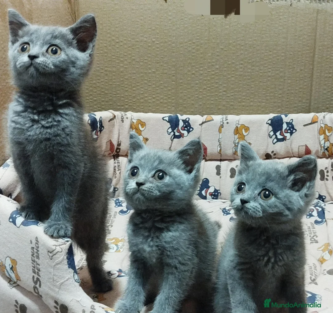 Británico de Pelo Corto Azul gatos en venta: British Shorthair preciosos  - Anuncio 2