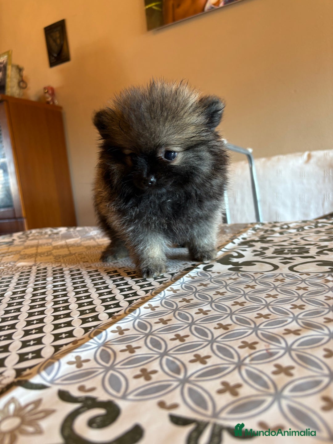 Pomerania perros en venta: Lulus De Pomerania  - Imagen 2
