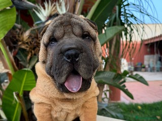 Shar Pei perros en Málaga - Anuncio 14