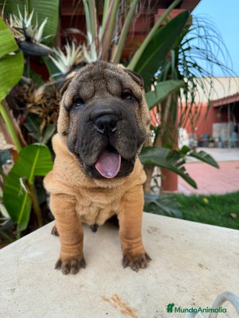 Shar Pei perros en Málaga - Anuncio 12
