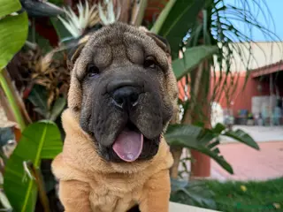 Shar Pei perros SHAR PEI MAXIMA CALIDAD en Málaga - Anuncio 11
