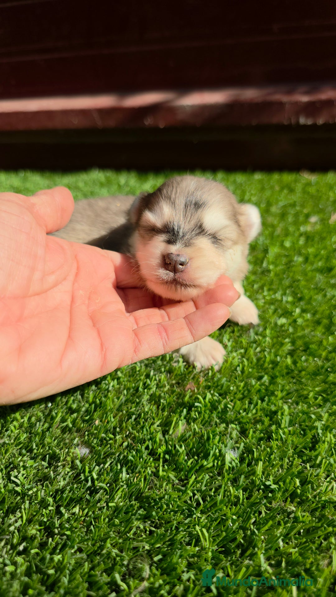 Pomsky perros en venta: Pomsky mini blue 💙 hembra  - Imagen 2