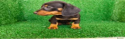Teckel Miniatura perros en venta: Teckel miniatura  - Anuncio 4