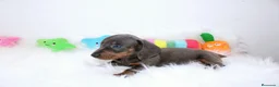 Teckel Miniatura perros en venta: Teckels Miniatura#Calidad, seriedad y seguimiento - Anuncio 20