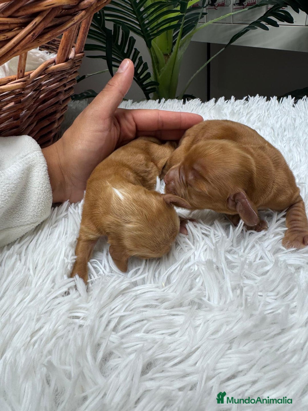 Cocker Spaniel Inglés perros en venta: COCKER SPANIEL INGLES - Anuncio 10