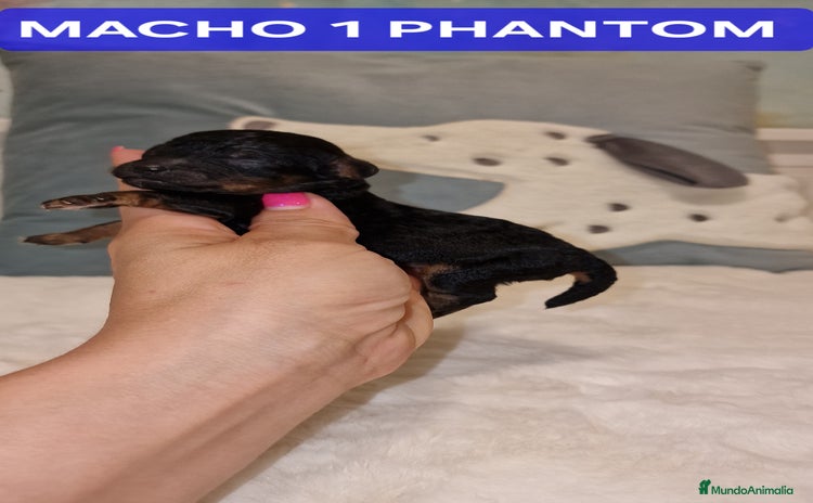 Caniche Toy perros - Propaganda 11