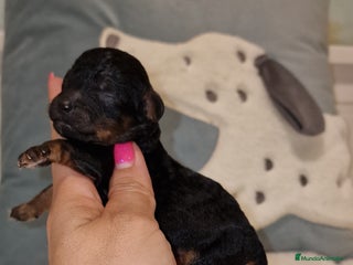 Caniche Toy perros - Anuncio 39