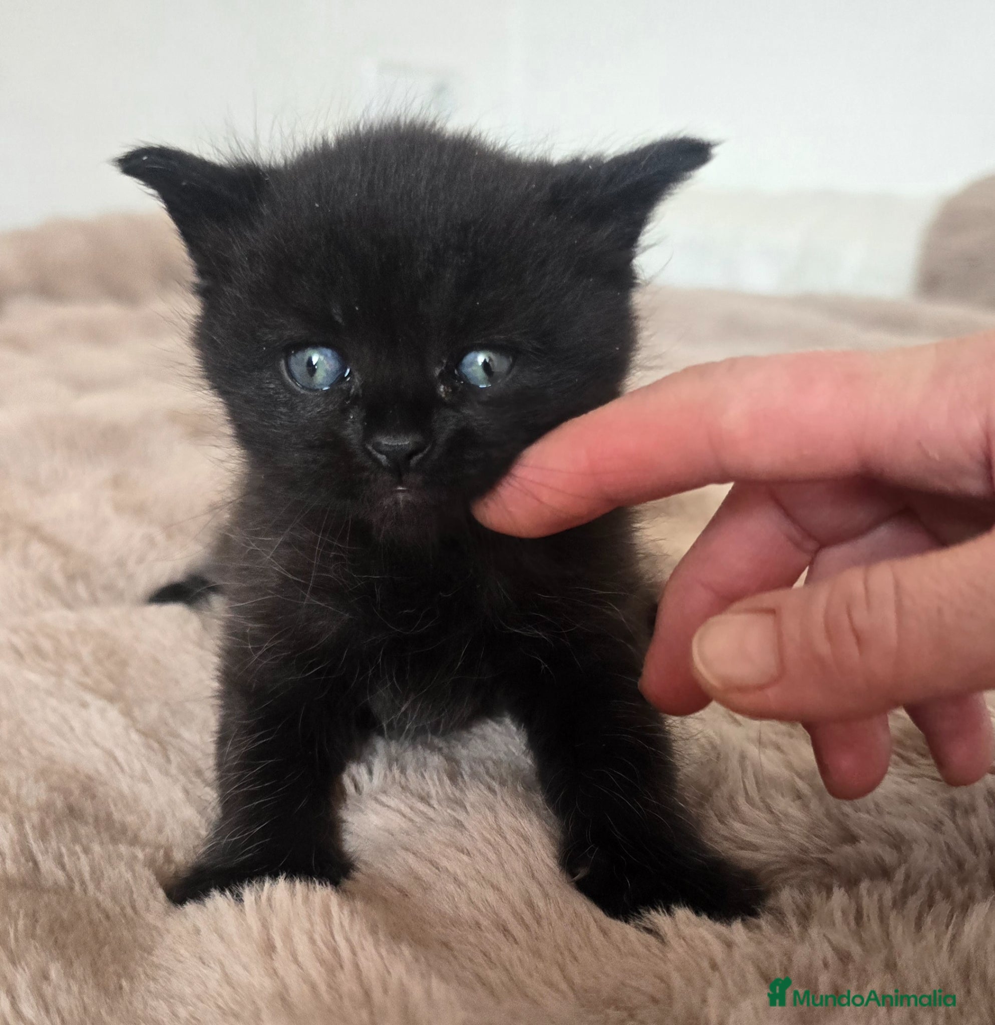 Británico de Pelo Corto gatos Gatcot.com - Anuncio 1