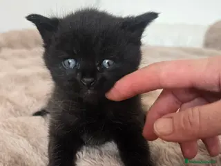 Británico de Pelo Corto gatos Gatcot.com - Anuncio 1