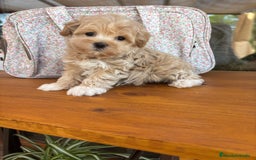 Maltipoo perros en venta: Maltipoo de caramelo  - Imagen 2