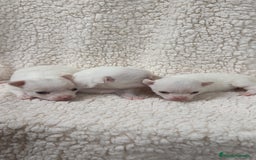 Chihuahua perros en venta: Chihuahua Blancos - Imagen 2