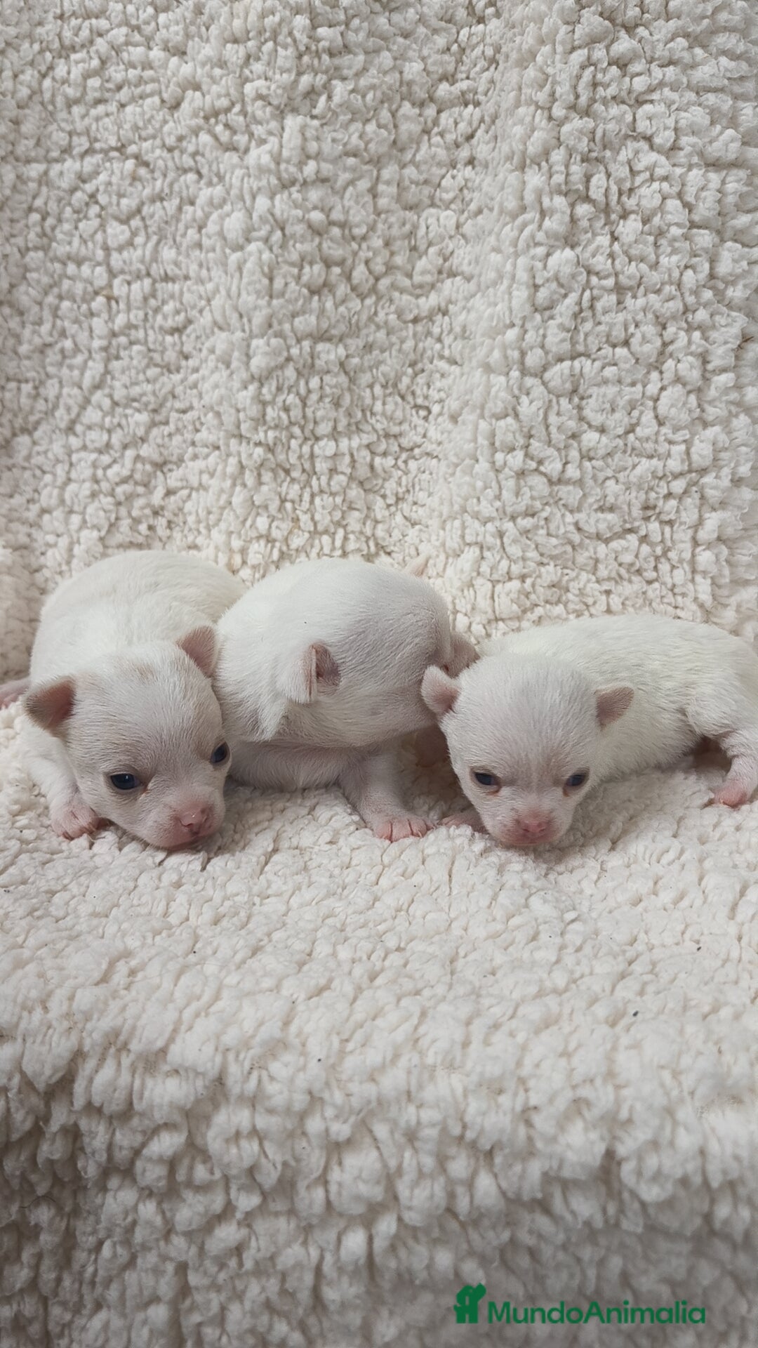 Chihuahua perros en venta: Chihuahua Blancos - Imagen 2