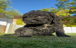 Perro de Agua Español perros en venta: PERRO DE AGUA ESPAÑOL - Imagen 5