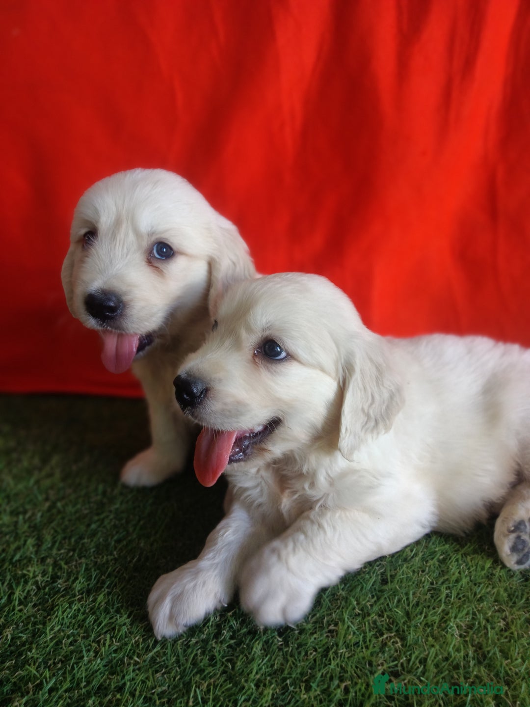 Golden Retriever perros en venta: GOLDEN RETRIEVER  - Imagen 2