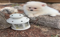 Pomerania perros en venta: Pomerania fotos actuales macho disponible !! - Imagen 5