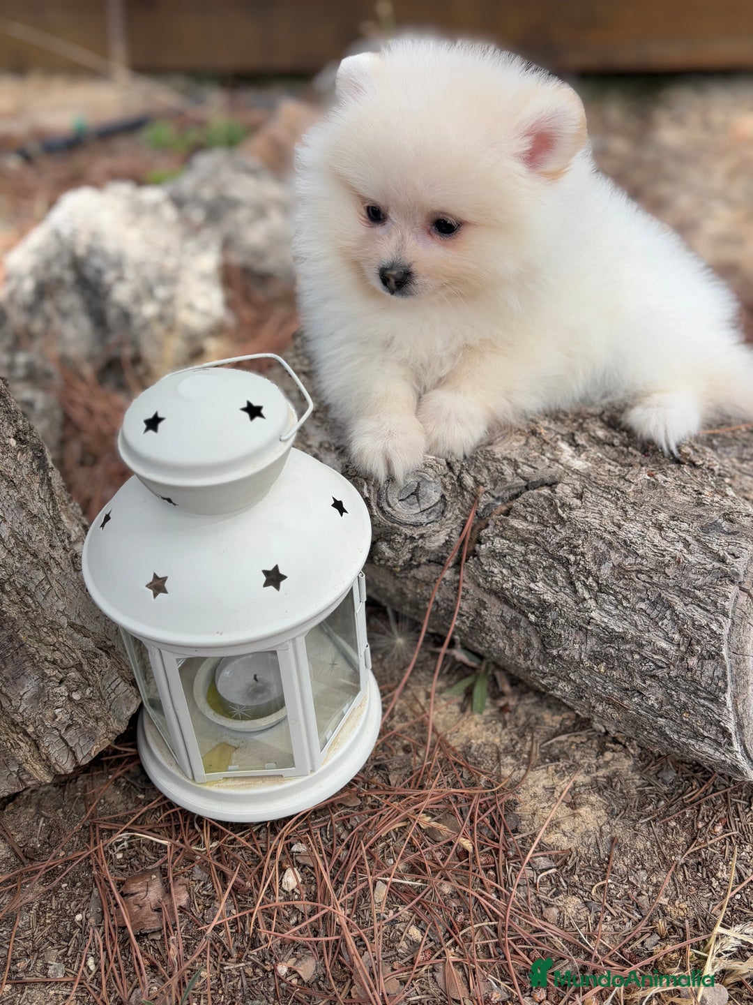 Pomerania perros en venta: Pomerania fotos actuales macho disponible !! - Imagen 5
