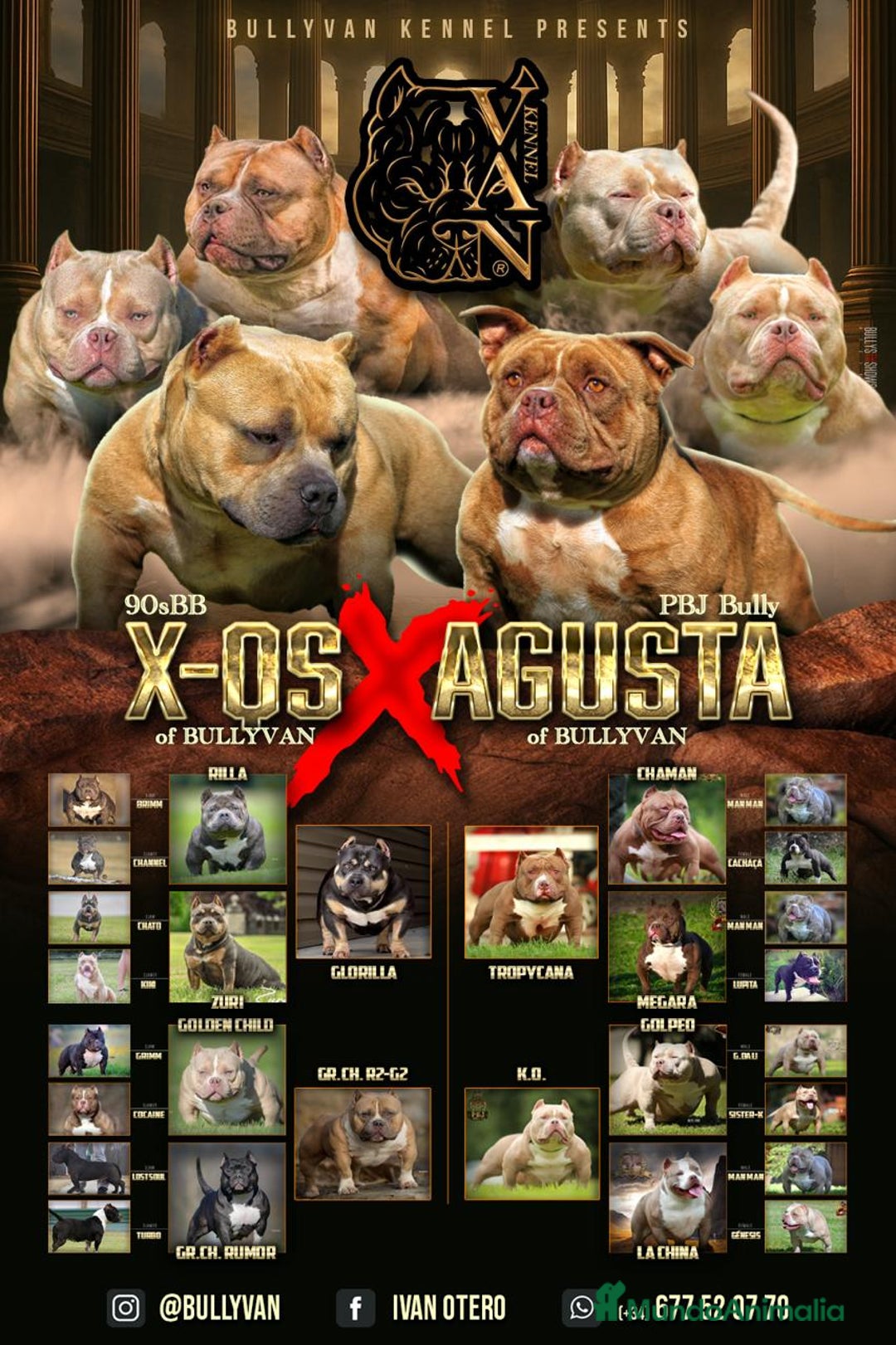 American Bully perros en venta: American Bully Pocket  - Anuncio 5