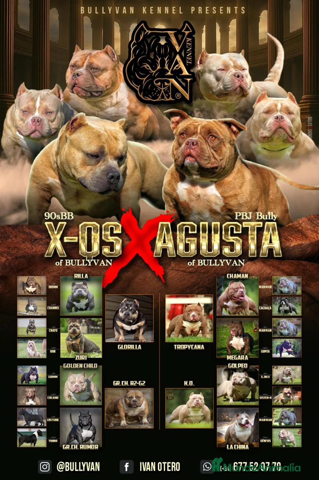 American Bully perros en venta: American Bully Pocket  - Anuncio 8