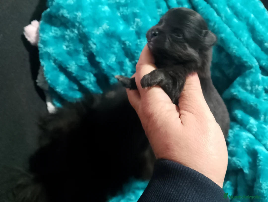 Pomerania perros en venta: Pomera en el macho y hembra negros  - Anuncio 6