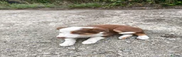 Border Collie perros en venta: Cachorros border collie puros! 2 meses - Anuncio 4