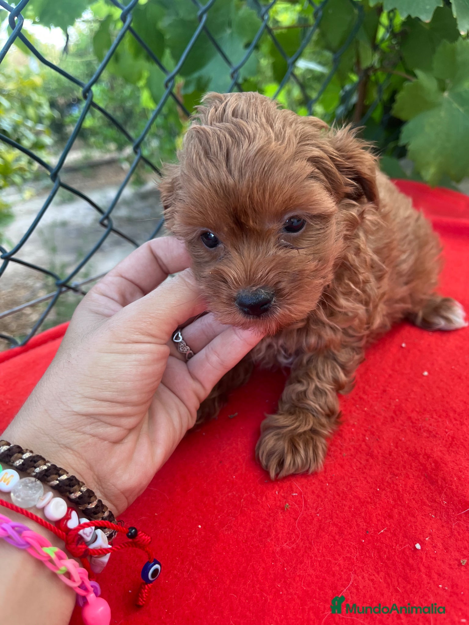 Maltipoo perros PRECIOSO MACHO - Anuncio 2