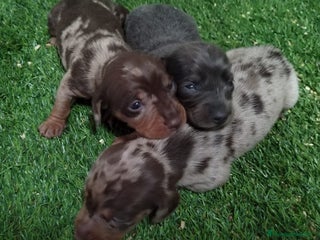 Teckel Miniatura perros Camada de Teckel Arlequin Miniatura - Anuncio 1