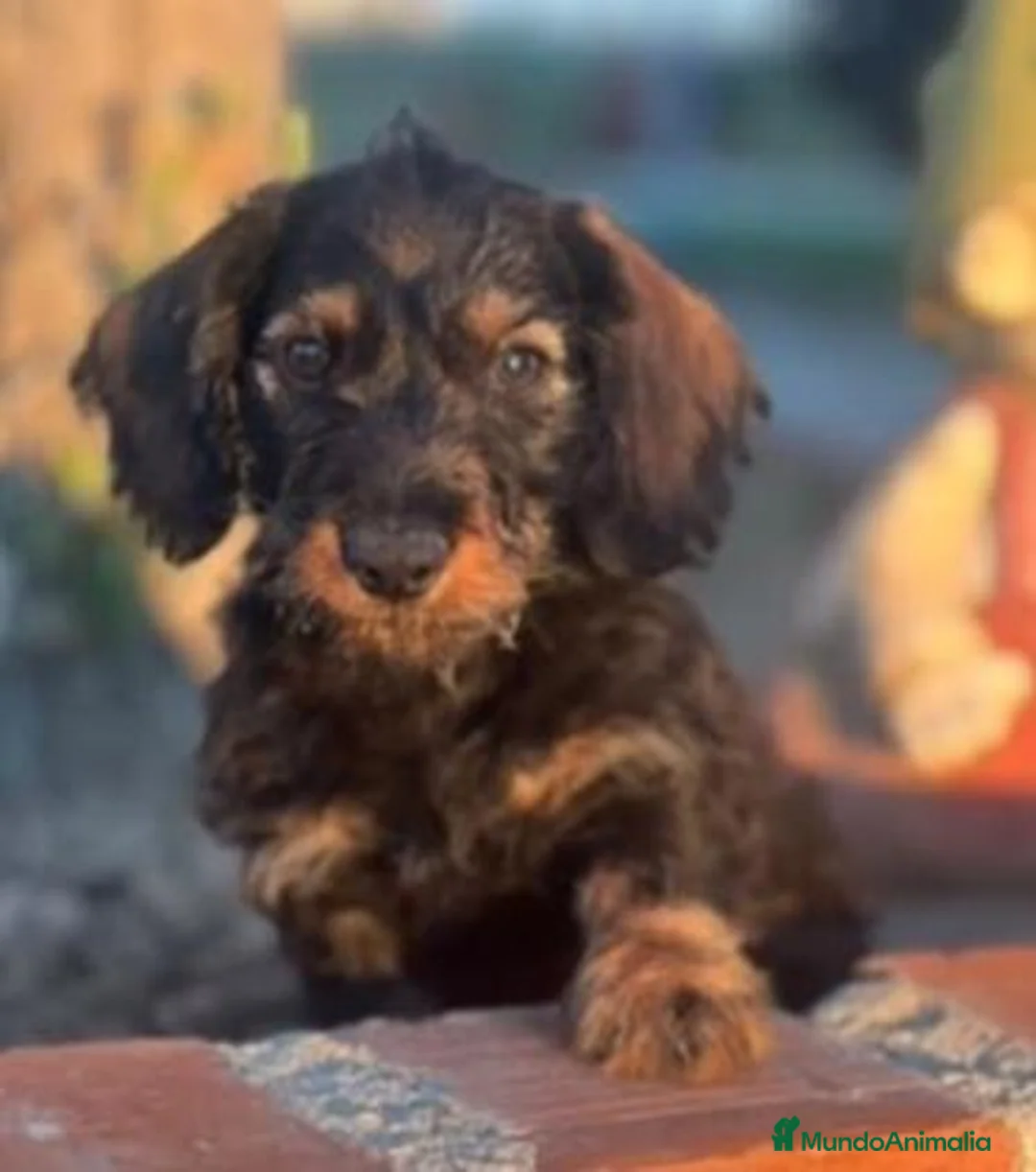 Teckel perros en venta: Teckel  Pelo duro - Anuncio 1