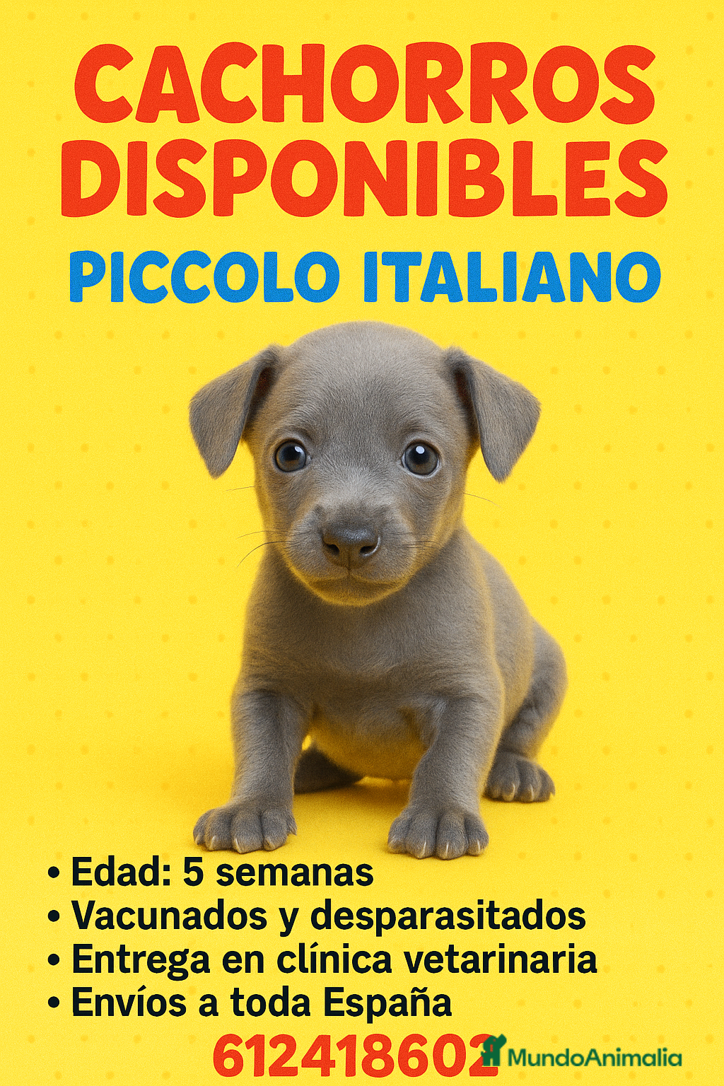 Braco Italiano perros Piccolo italiano  - Anuncio 27