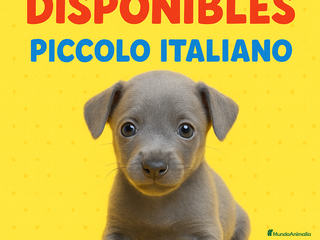 Braco Italiano perros Piccolo italiano - Anuncio 6