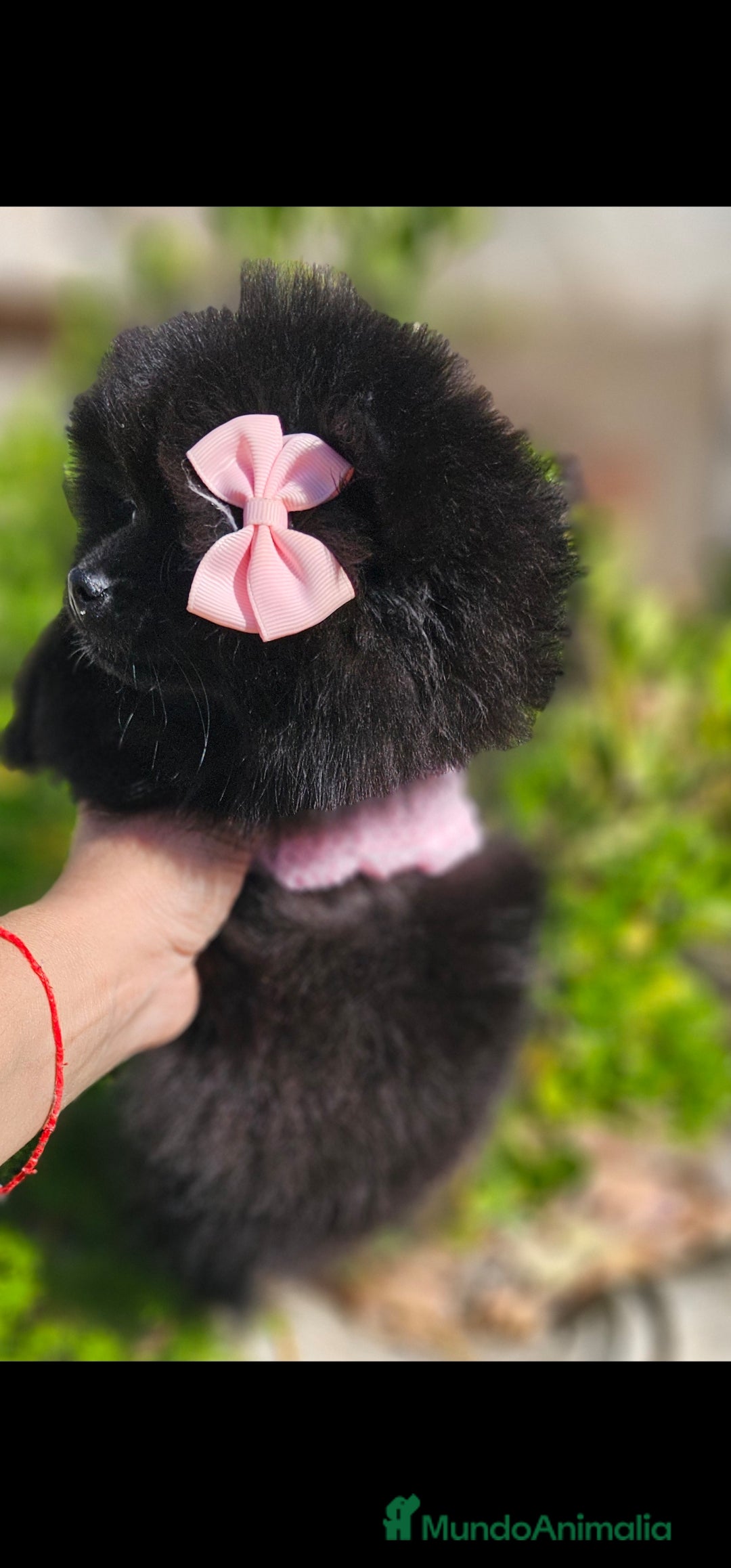 Pomerania perros en venta: Pomerania hembra  - Imagen 1