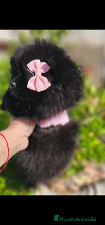 Pomerania perros - Anuncio 19