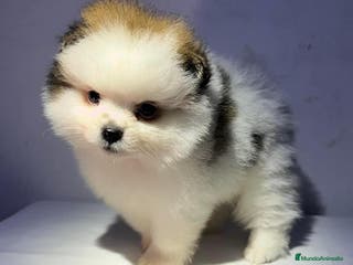 Pomerania perros POMERANIA EXÓTICOS //// en Badajoz - Anuncio 19