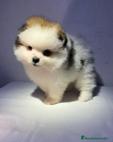 Pomerania perros en Badajoz - Anuncio 17