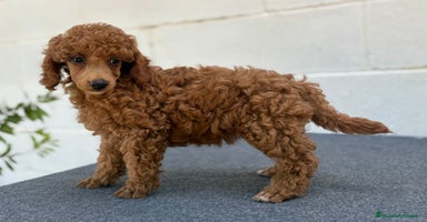 Caniche Toy perros - Propaganda 11
