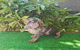 Teckel Miniatura perros en venta: Teckel arlequín mini - Imagen 10